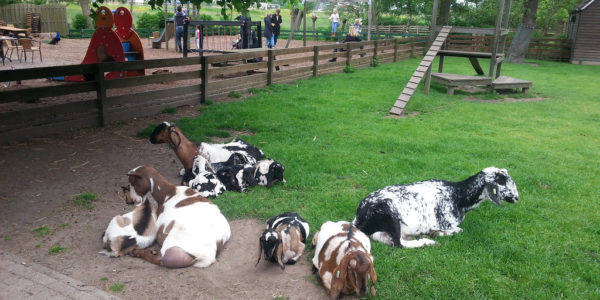 kinderboerderij de blijde wei
